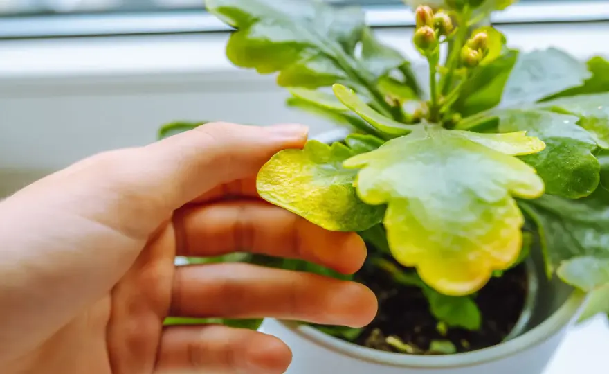 Enfermedades de las plantas de interior y cómo frenarlas a tiempo