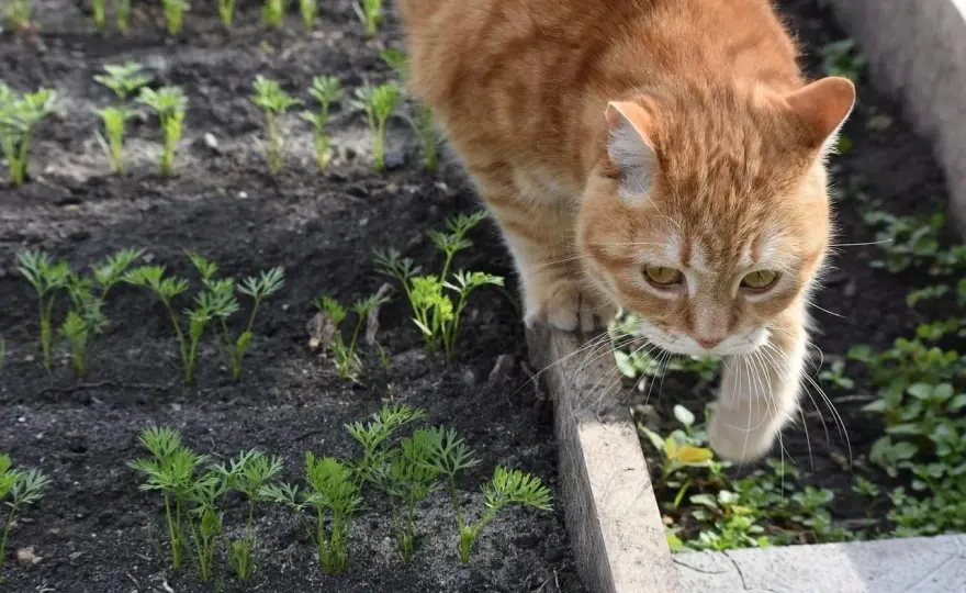 Cómo ahuyentar gatos del jardín sin dañar plantas ni suelo
