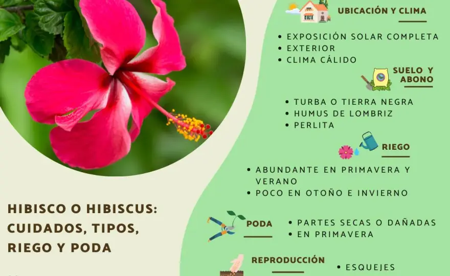 Hibisco syriacus, el arbusto que florece mejor con sol y poda