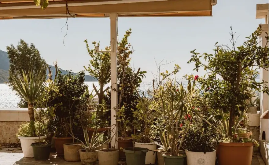 Plantas de exterior para acertar según el sol y el clima mediterráneo