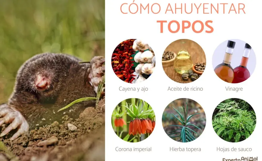 Veneno casero para topos, por qué falla y qué sí funciona