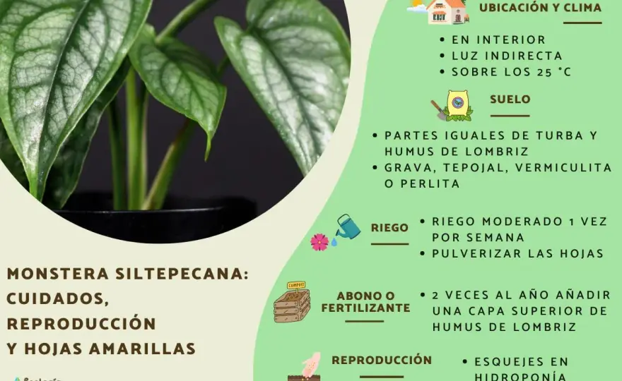 Cuidados de la monstera para que crezca grande y sana