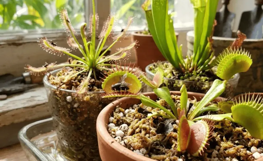 Plantas carnívoras de exterior - cuáles elegir y cómo cuidarlas