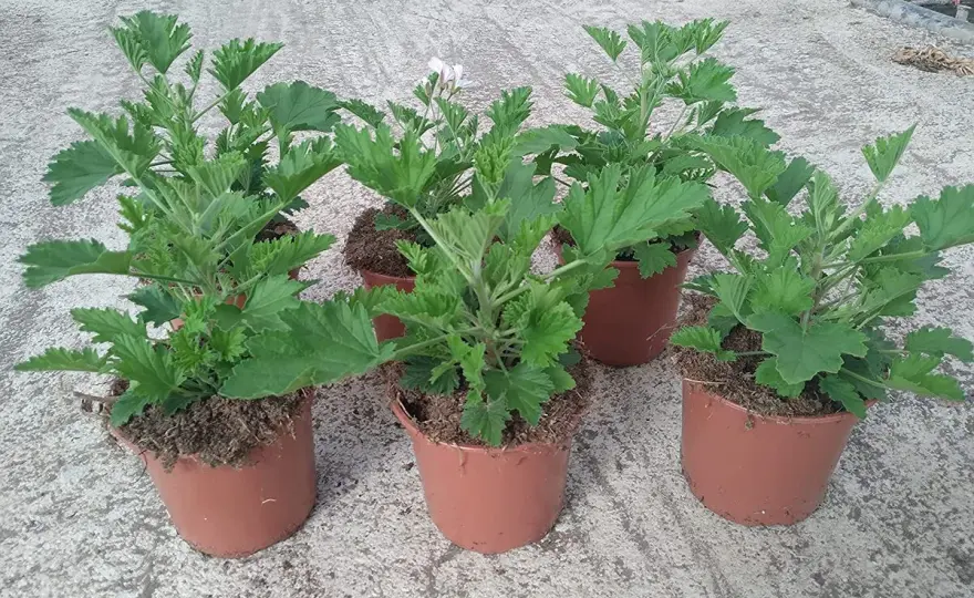 ¿Es segura la citronela para los gatos? Qué evitar y cómo actuar