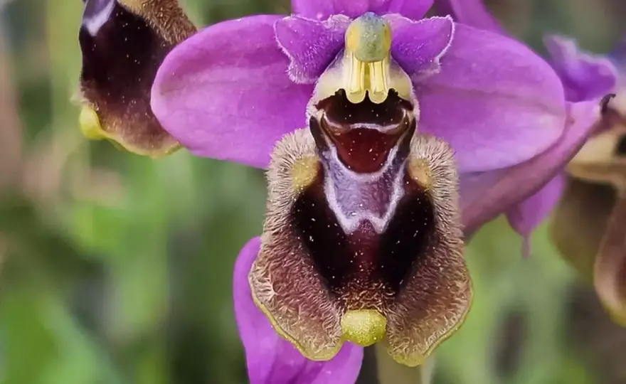 Orquídeas silvestres en casa - lo que sí funciona
