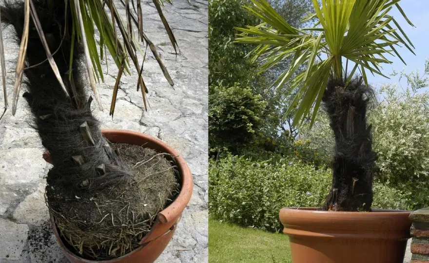 Palmera en maceta - guía para elegirla, regarla y trasplantarla