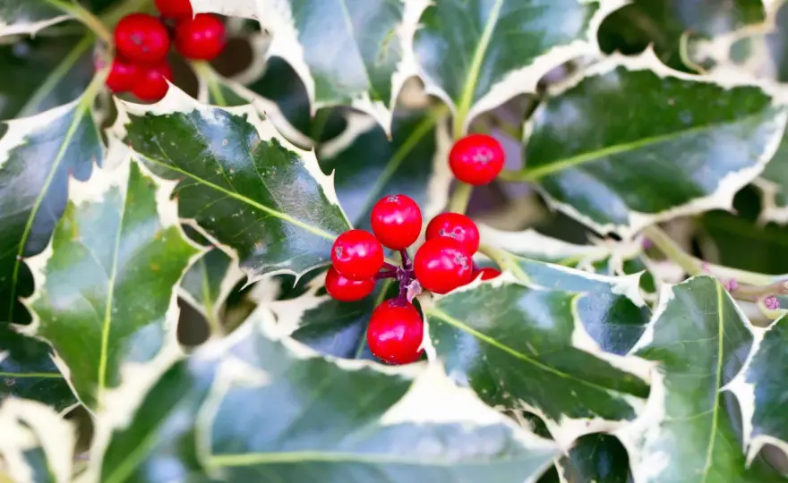 Tipos de acebo para tu jardín y cuál elegir según el clima