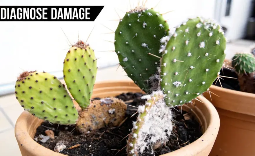 Fotos de cactus enfermos - cómo distinguir hongos, plagas y podredumbre