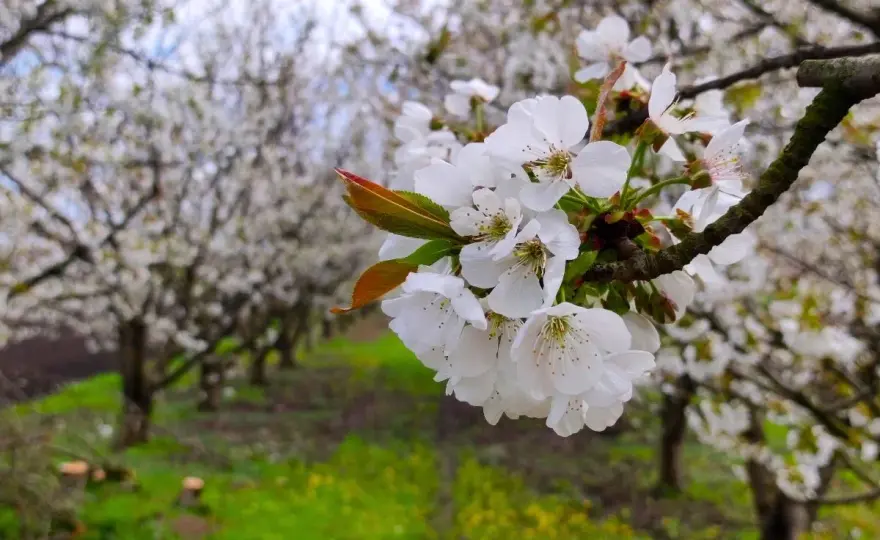 Floración del cerezo - cuándo ocurre y cómo asegurar el cuajado