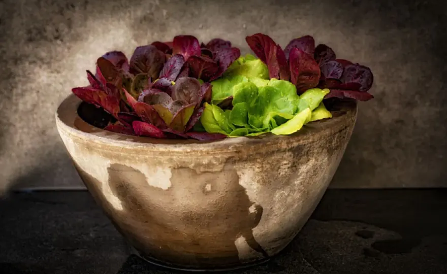 Cultivar lechuga en maceta - guía práctica para acertar