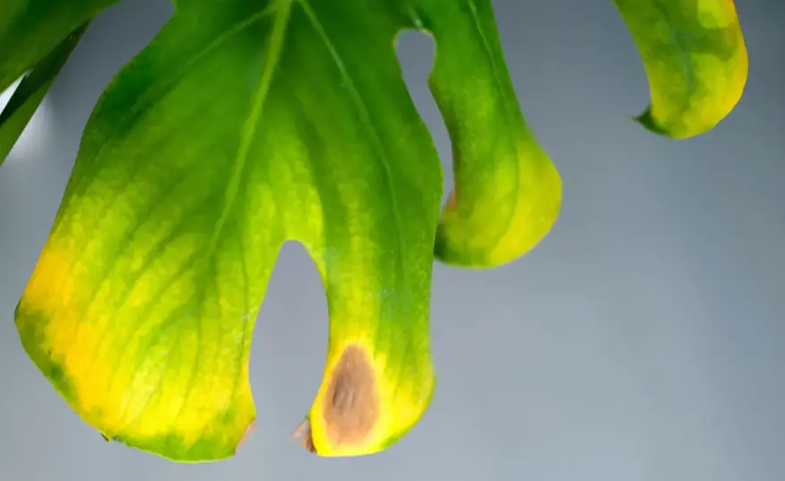 Hojas amarillas en el philodendron - cómo saber qué le pasa