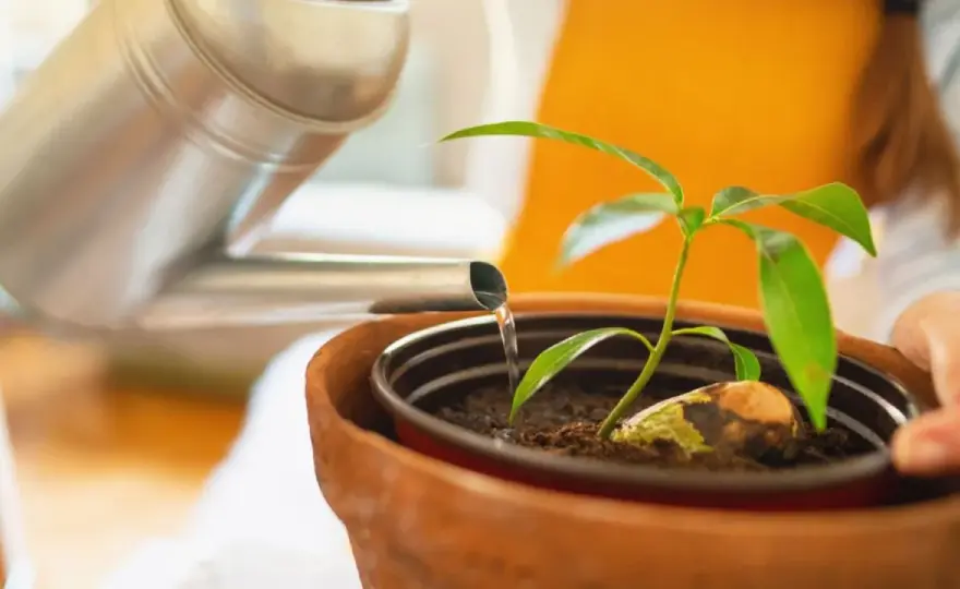 Cómo plantar un mango y acertar desde el primer año