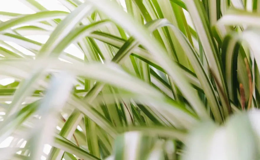Planta cinta en interior - luz, riego y trucos que sí funcionan