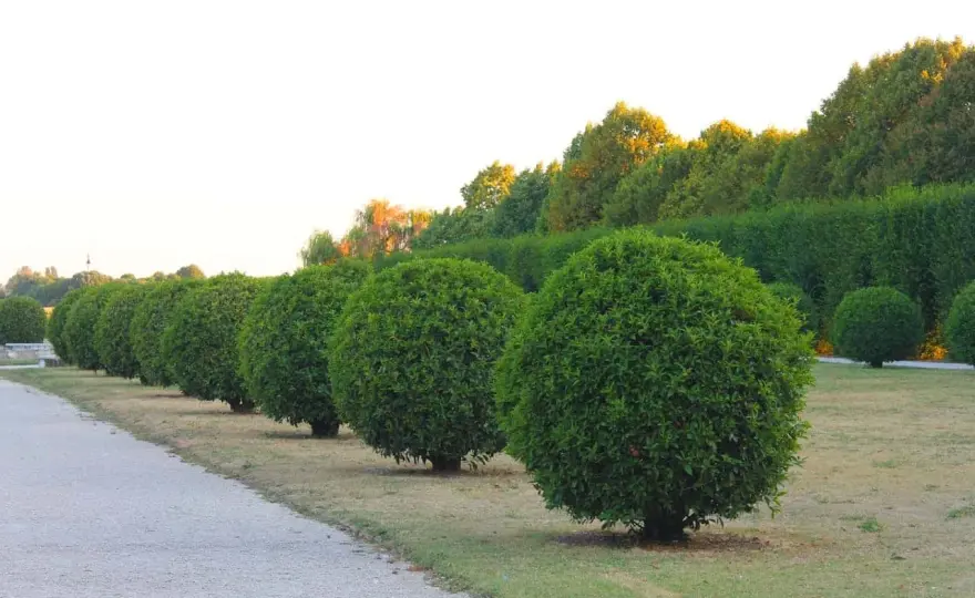 Tipos de boj para exterior - cuál elegir según tu jardín
