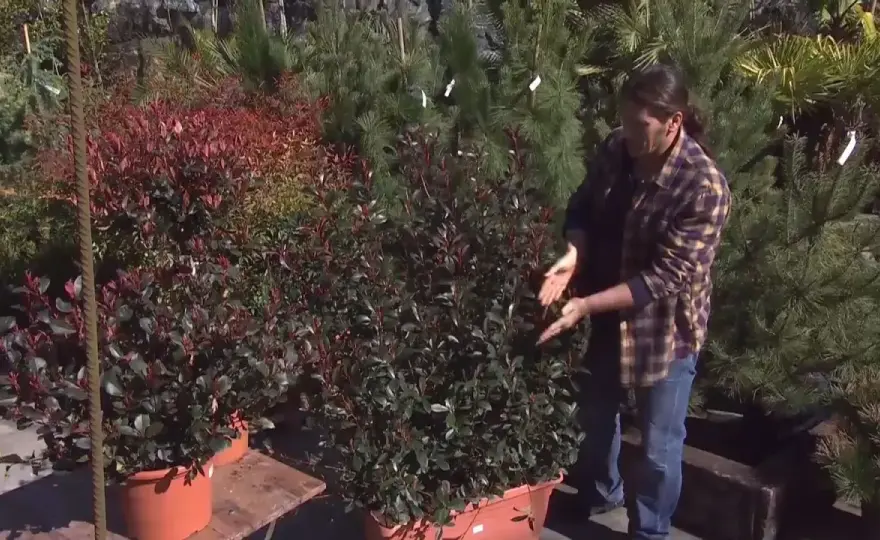 Photinia en maceta - cómo mantenerla roja y compacta