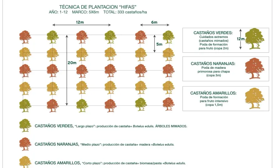Distancia entre frutales - guía para elegir el marco de plantación