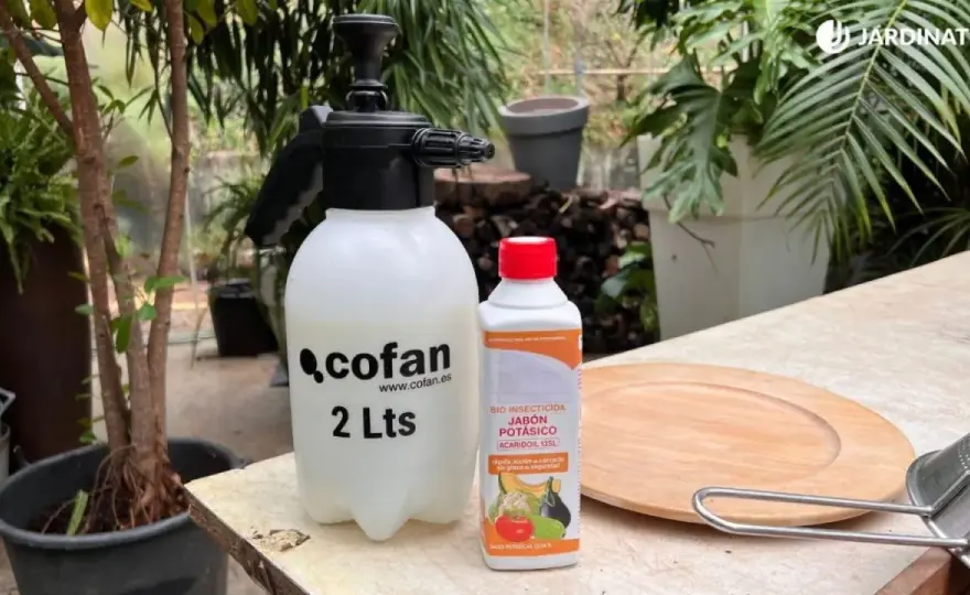 Jabón potásico, el insecticida casero que sí conviene probar