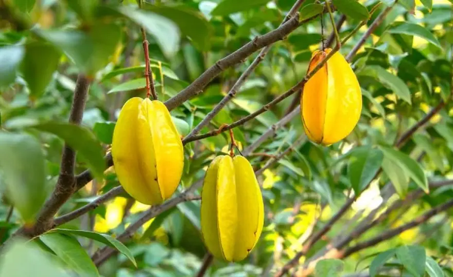 Carambola en el huerto - cómo cultivarla con éxito