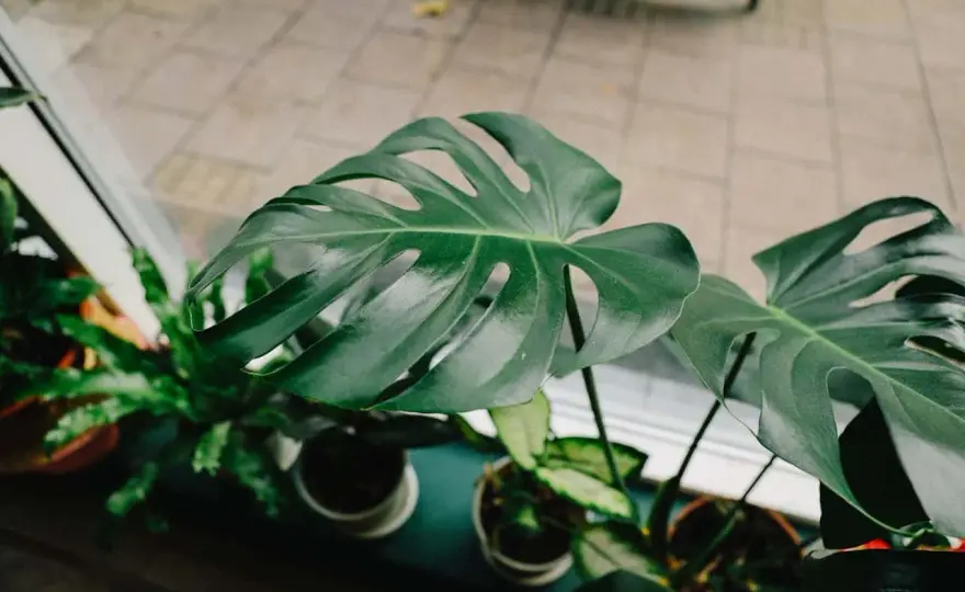 Tipos de monstera para interior - cuál elegir y cómo cuidarlas