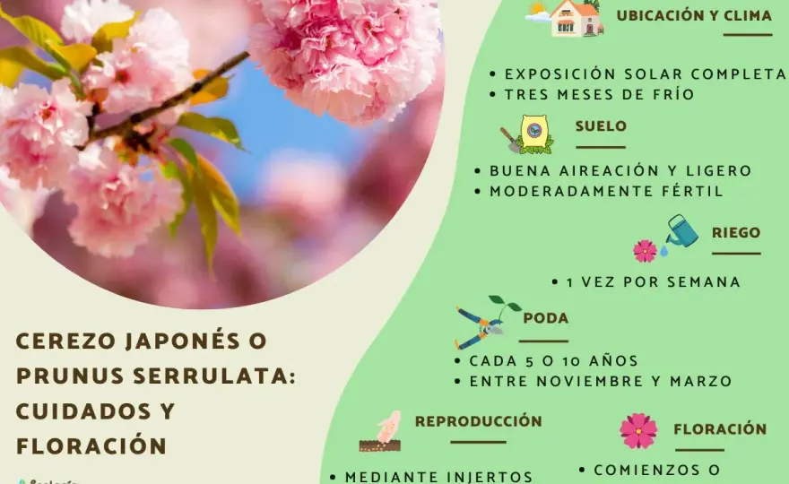 Cerezo ornamental - variedades, cuidados y poda en jardín
