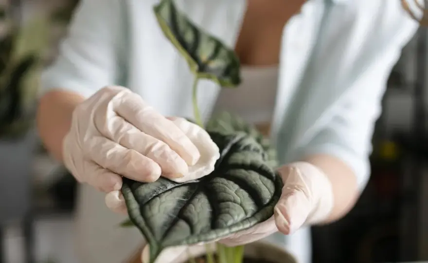 Cómo limpiar las hojas de las plantas sin dañarlas