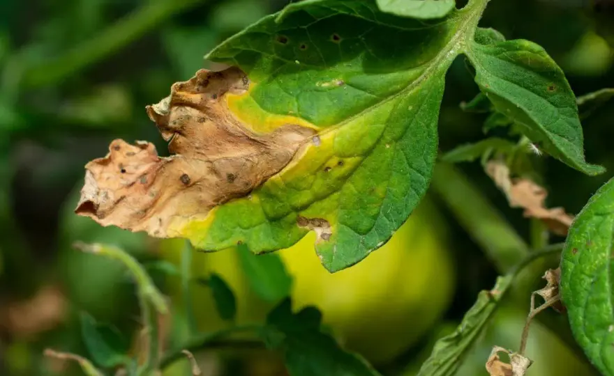 Hojas quemadas por exceso de abono - cómo salvar la planta