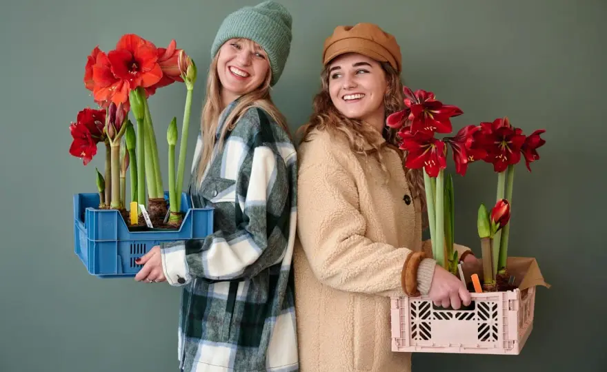 Cuándo plantar amarilis y cómo acertar con la floración