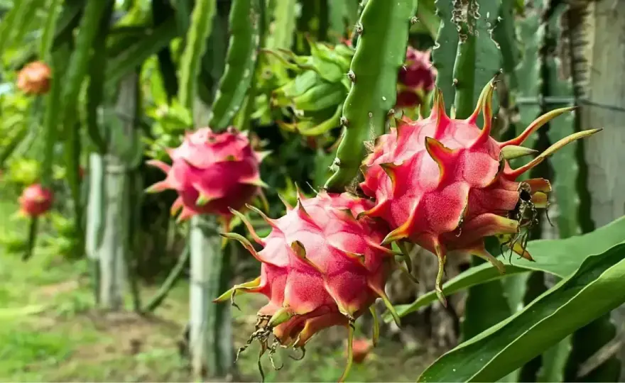 Pitaya en el huerto mediterráneo - guía para acertar