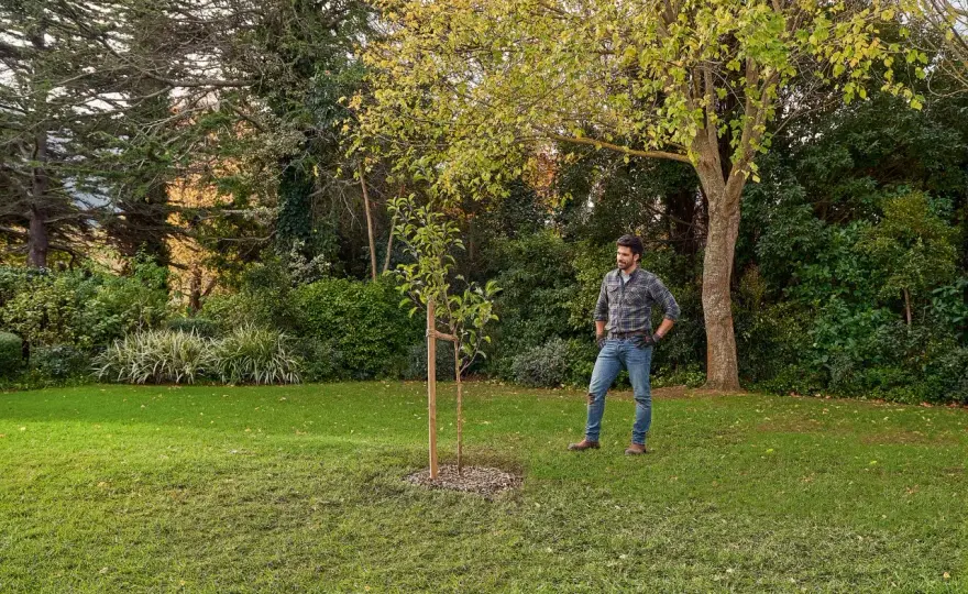 Cómo arrancar un árbol sin dañar el jardín