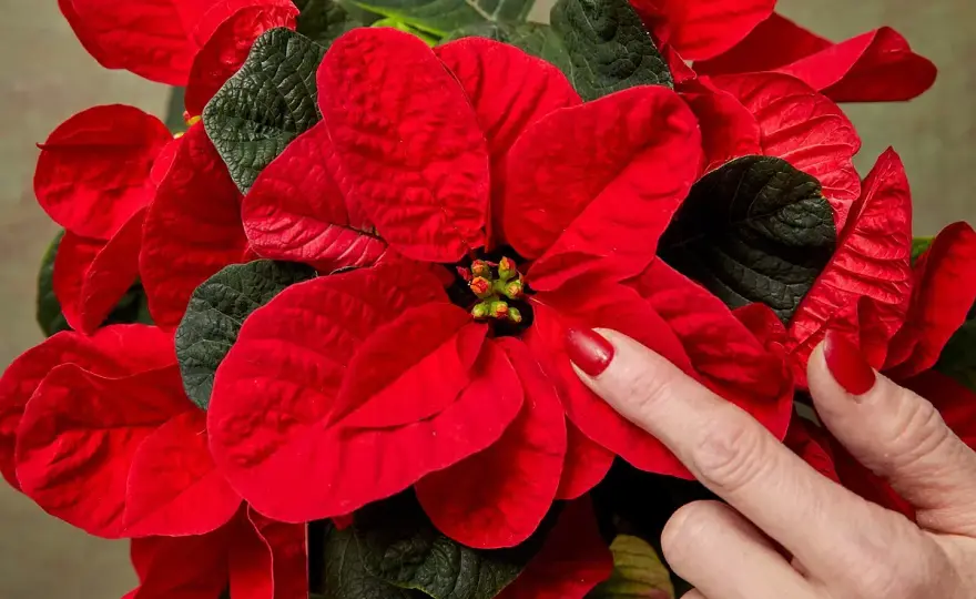 Flor de Pascua - cómo mantenerla sana después de Navidad