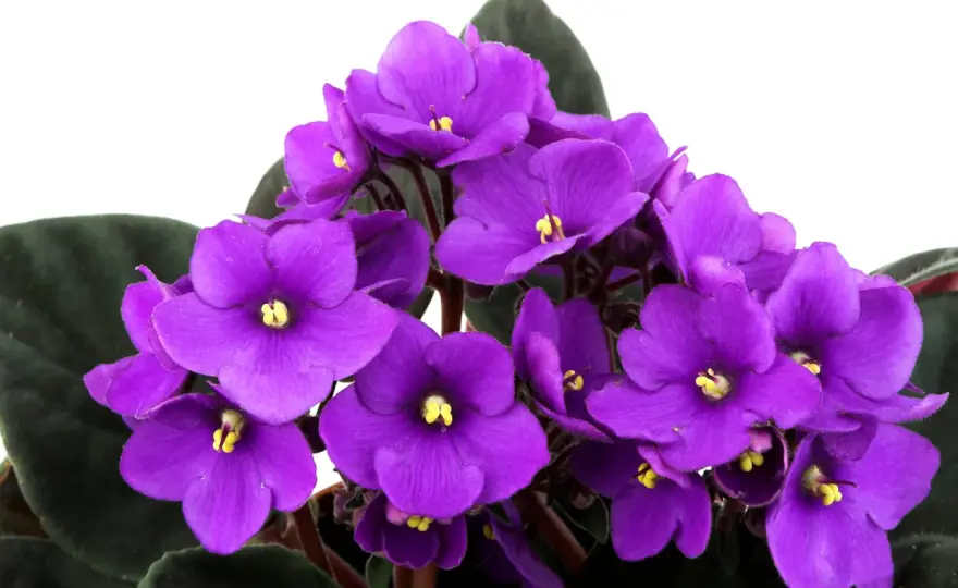 Violeta africana - cómo cuidarla para que florezca más