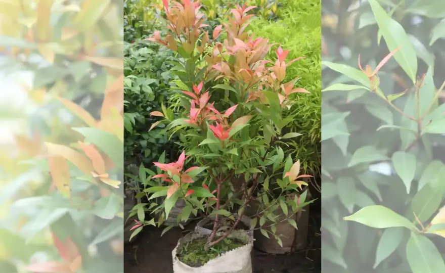 Eugenia en el jardín - dónde encaja y cómo cuidarla