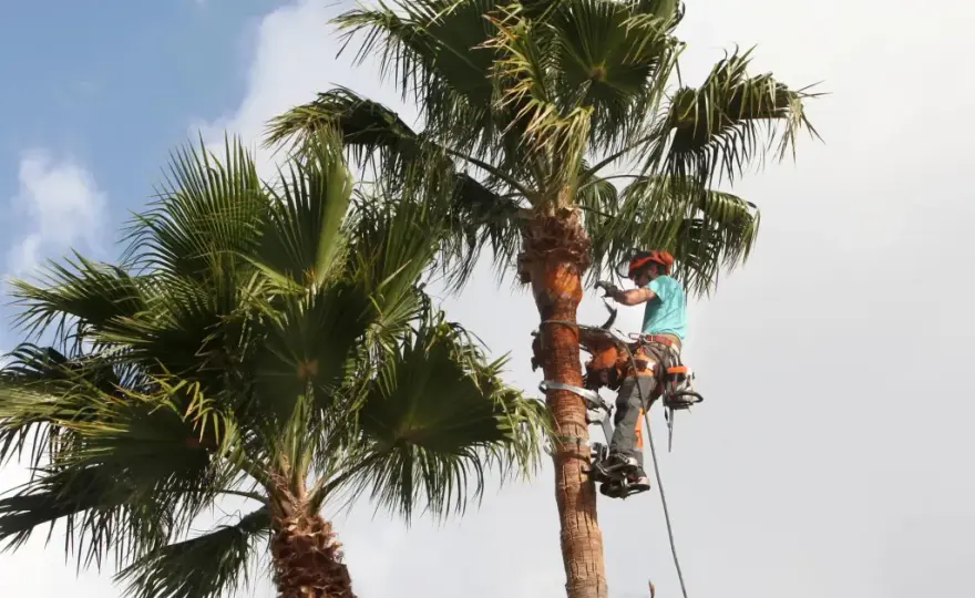 Poda de palmeras sin dañarlas - cuándo y cómo hacerlo