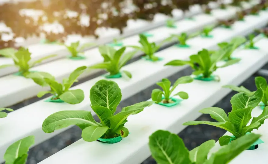 Hidroponía en casa - qué plantar y qué sistema elegir