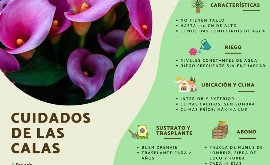¿Las calas son de interior o exterior? Guía para acertar