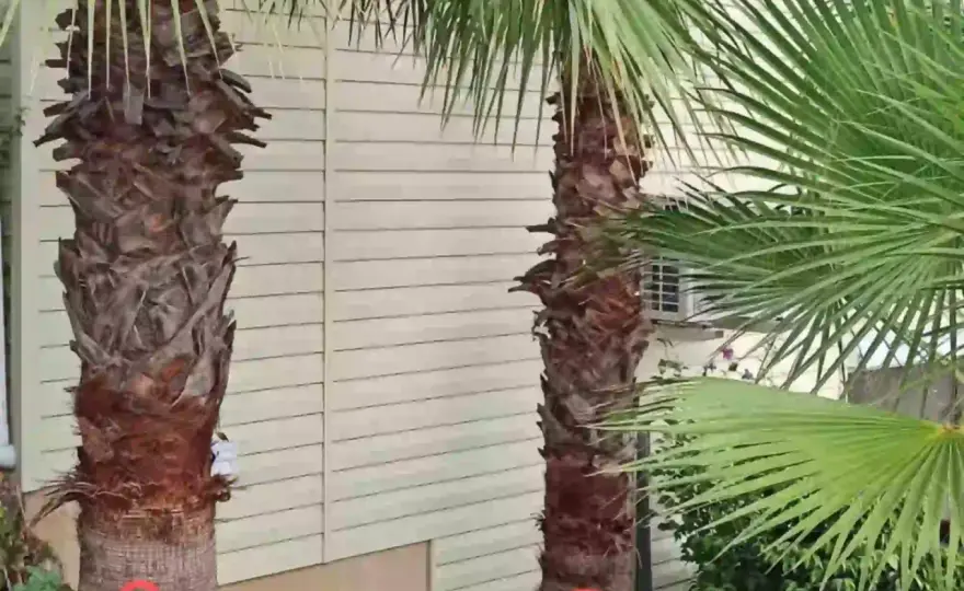 Cuándo podar las palmeras sin debilitarlas