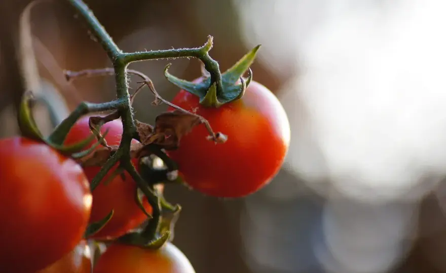 Cuándo plantar tomates en España y acertar con el trasplante