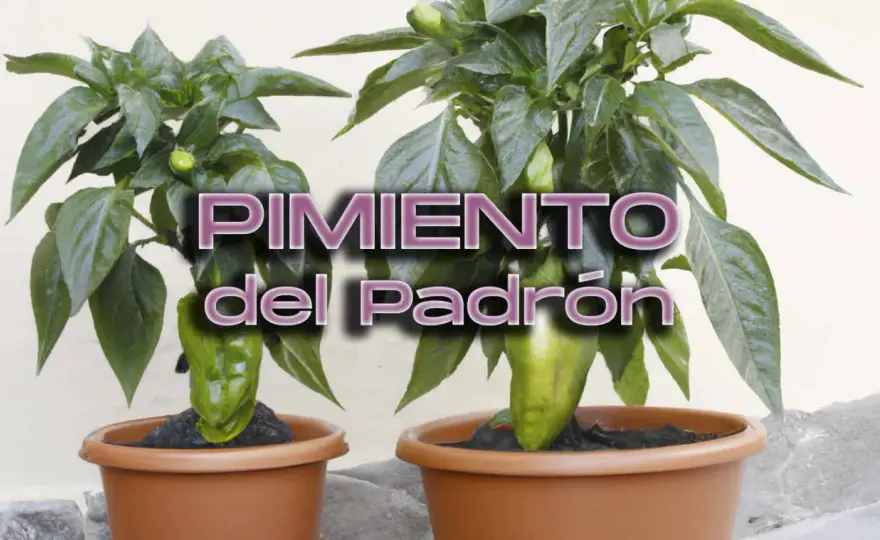 Cuántos pimientos de Padrón da una planta y de qué depende