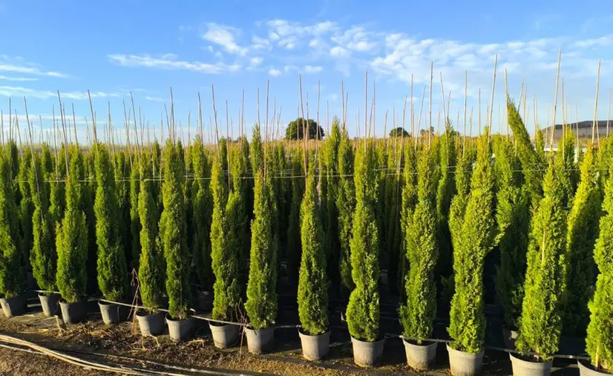 Ciprés Totem o Stricta, elige el que mejor encaja en tu jardín