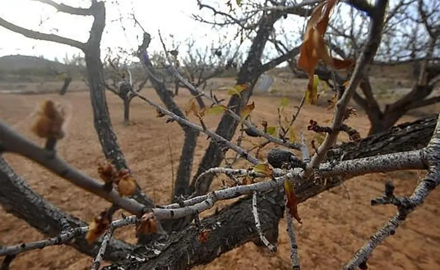 Cómo revivir un almendro seco sin empeorar el daño