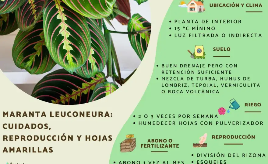 Maranta leuconeura, cuidados y ubicación en casa