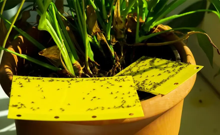 Mosca del sustrato - cómo cortar la plaga sin complicarte