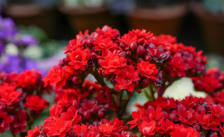 10 plantas que dan flores todo el año en exterior y cómo cuidarlas