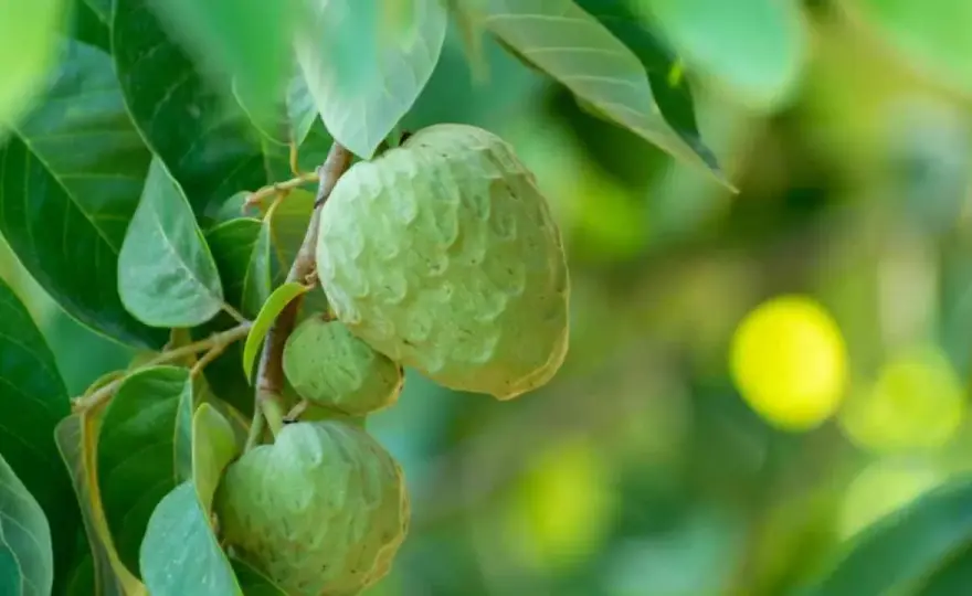 Cómo cultivar chirimoyo en España y lograr buena cosecha