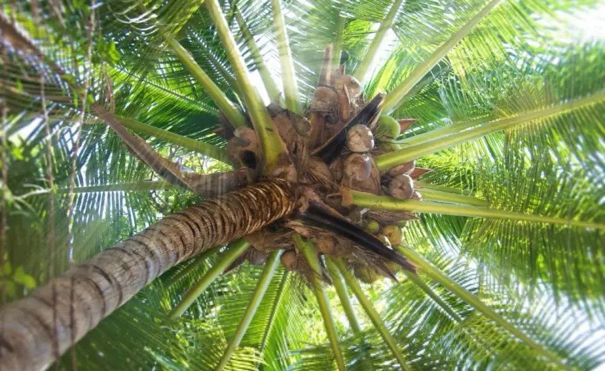 Palmeras en el jardín - guía para elegir y cuidarlas bien