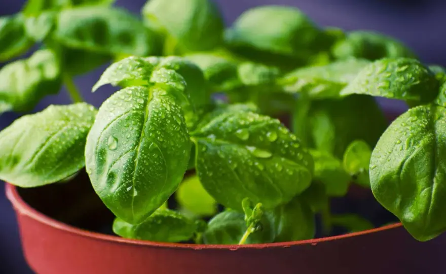 Cómo plantar albahaca en España y evitar los errores más comunes