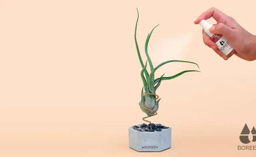 Plantas de aire en casa - cómo cuidarlas y dónde colocarlas
