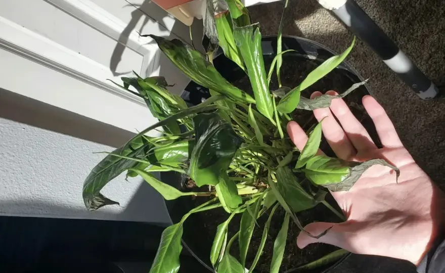 Hojas negras en spathiphyllum - causas y qué hacer