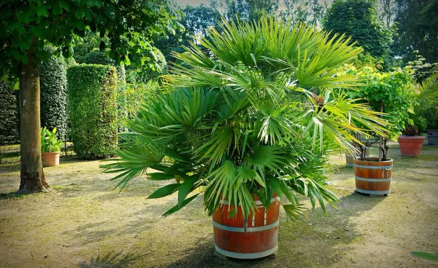 Tipos de palmeras para el jardín mediterráneo que sí funcionan