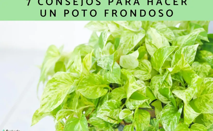 Cómo hacer un poto frondoso y rellenar la maceta